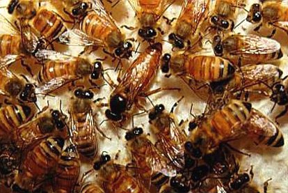 Trở thành ong chúa hay ong thợ là do ruồi ký sinh quyết định